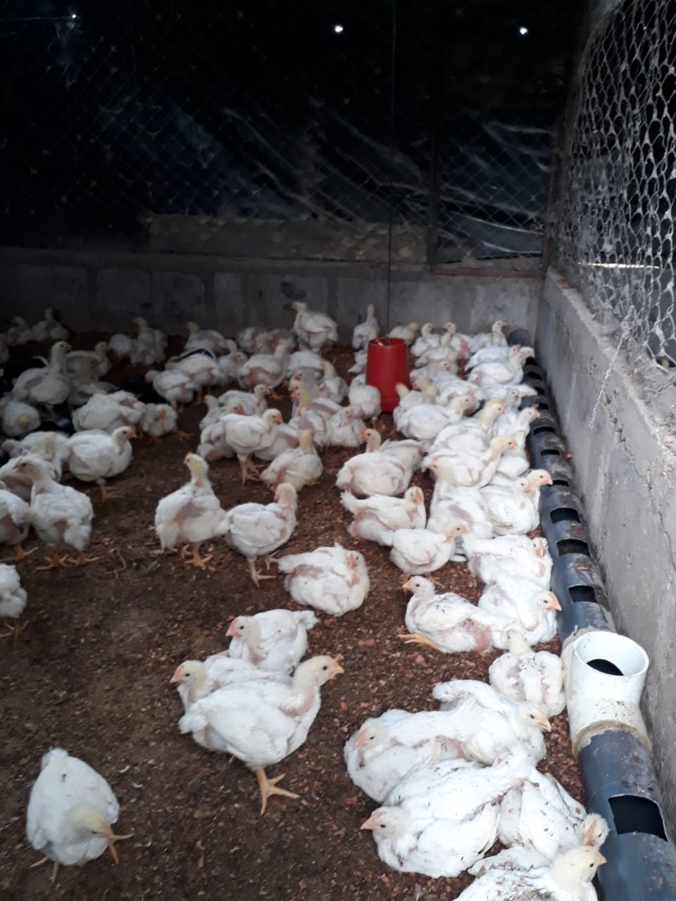 POLLOS